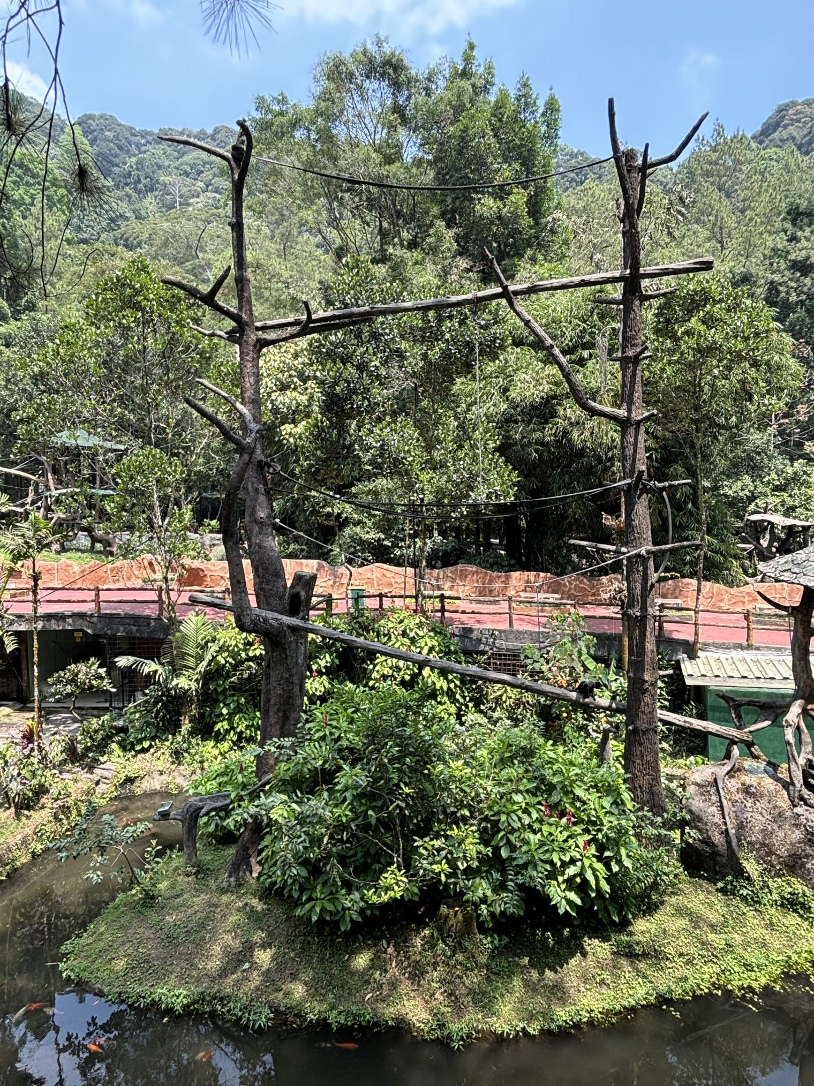 Kloss’s Gibbon Exhibit