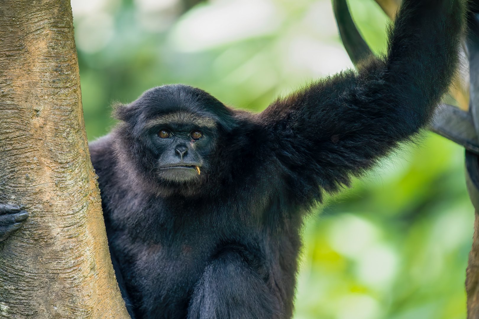 Kloss's gibbon - Hylobates klossii - Primate Centre