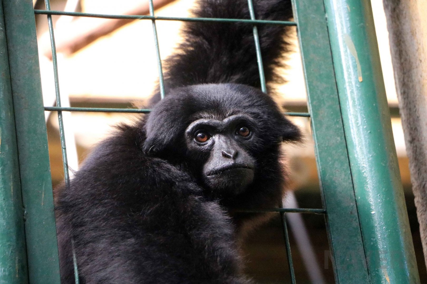 Kloss's gibbon, June 2016