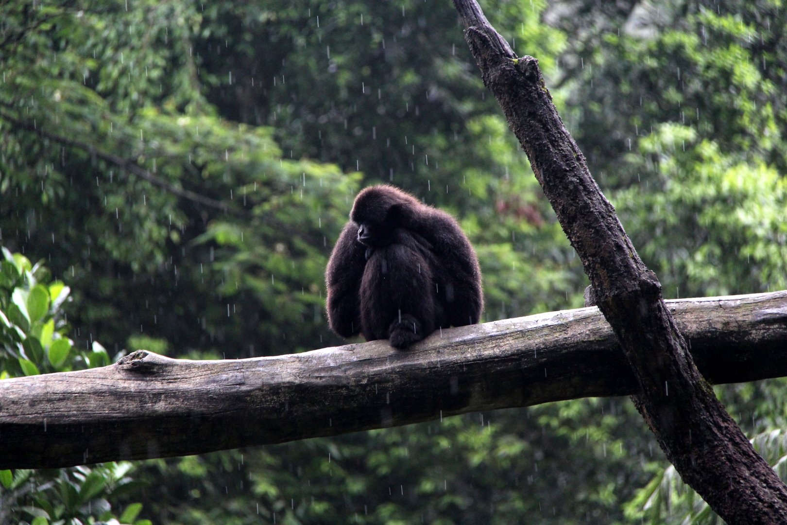 Kloss's gibbon or dwarf siamang (Hylobates klossii)