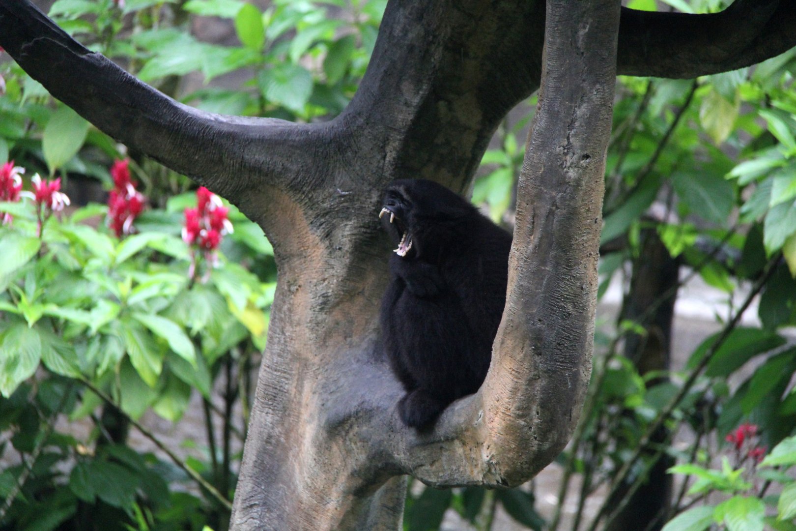 Kloss's gibbon or dwarf siamang (Hylobates klossii)