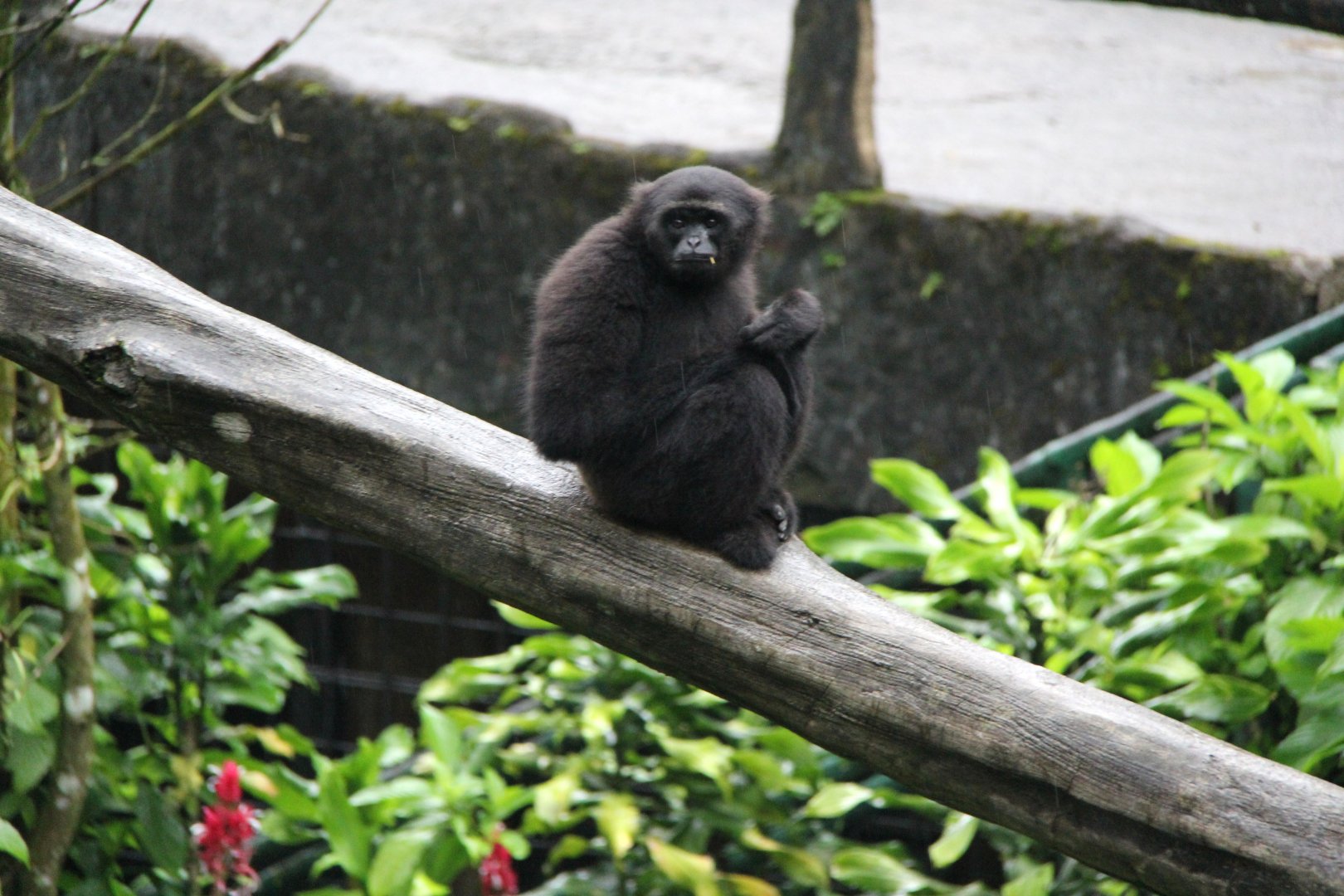 Kloss's gibbon or dwarf siamang (Hylobates klossii)