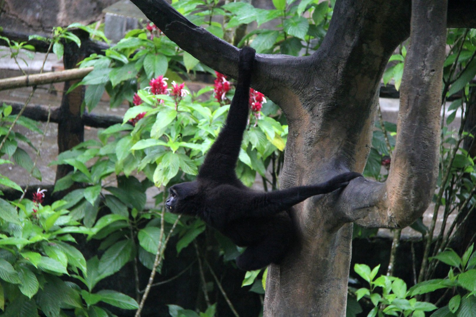 Kloss's gibbon or dwarf siamang (Hylobates klossii)