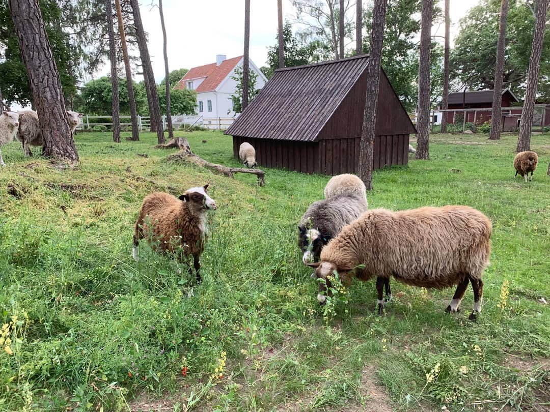 Klövsjö sheep