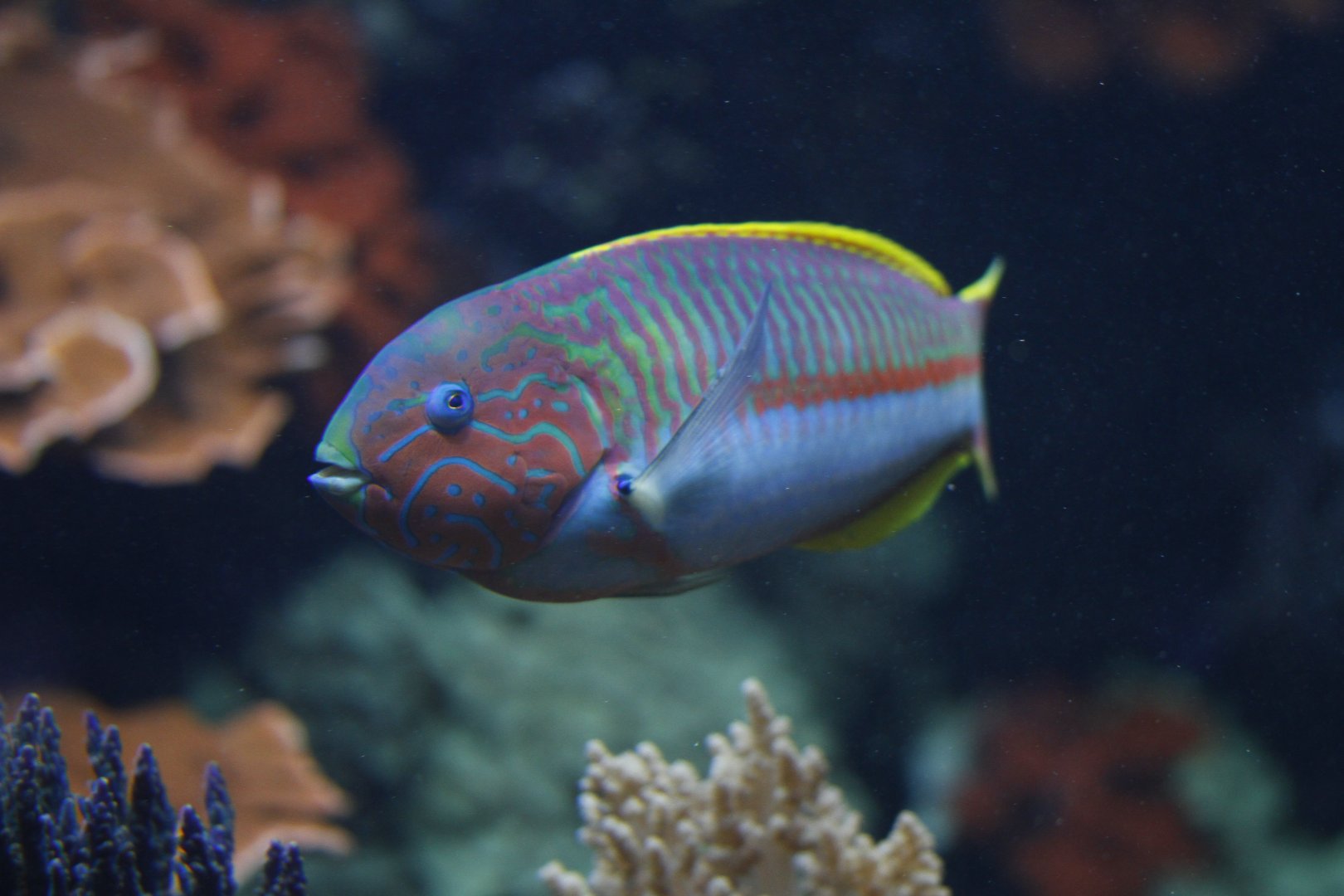 Klunzinger's wrasse (Thalassoma rueppellii)