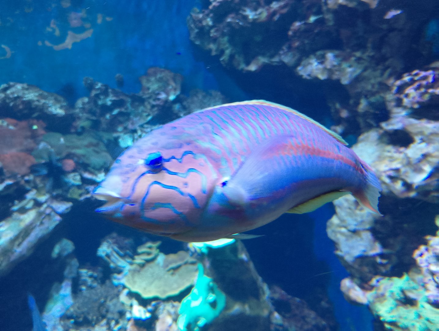 Klunzinger's wrasse