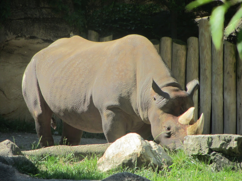 Klyde the Eastern Black Rhinoceros
