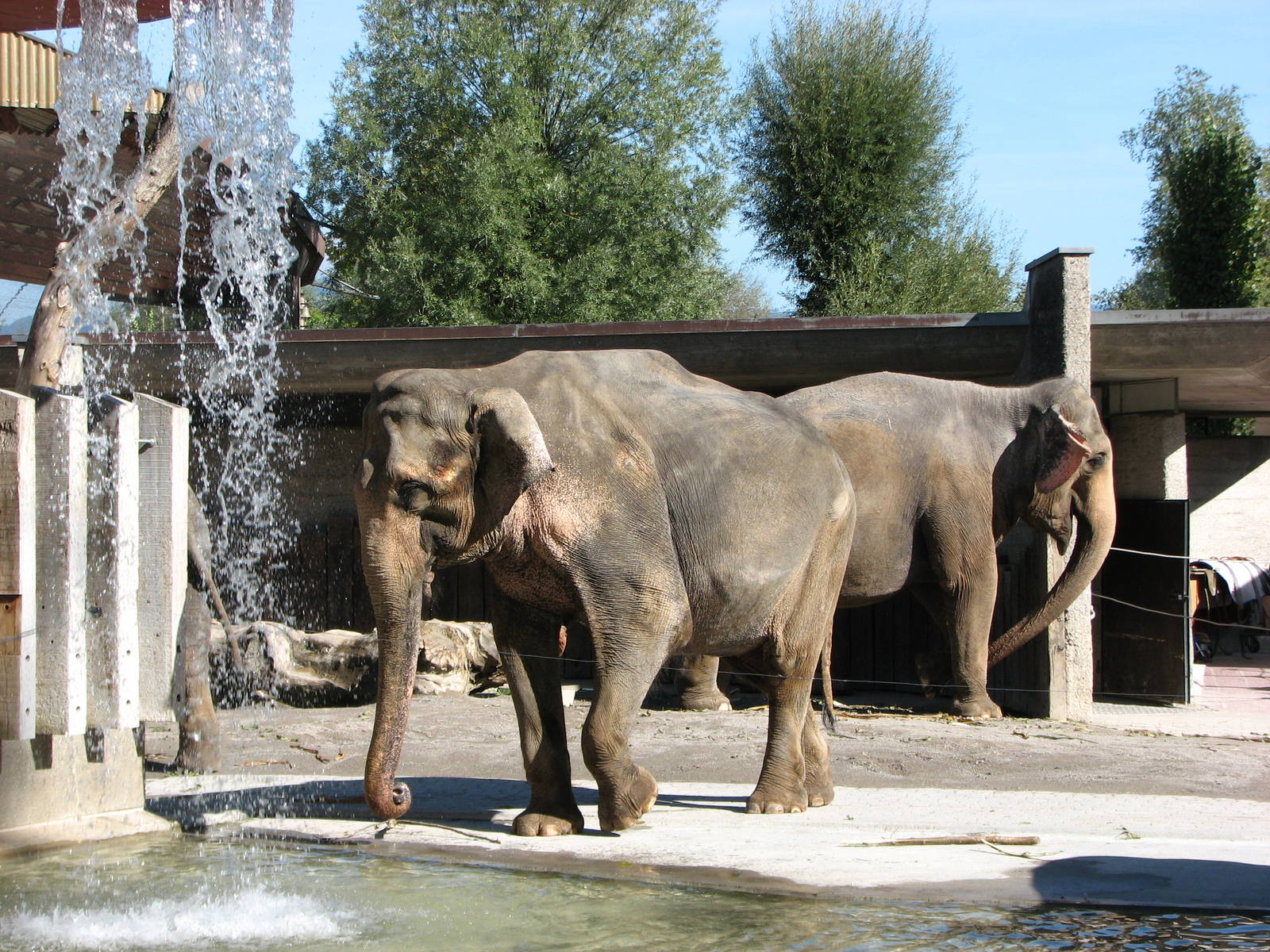 Knie Kinderzoo 2006 - Asiatic Elephant cows