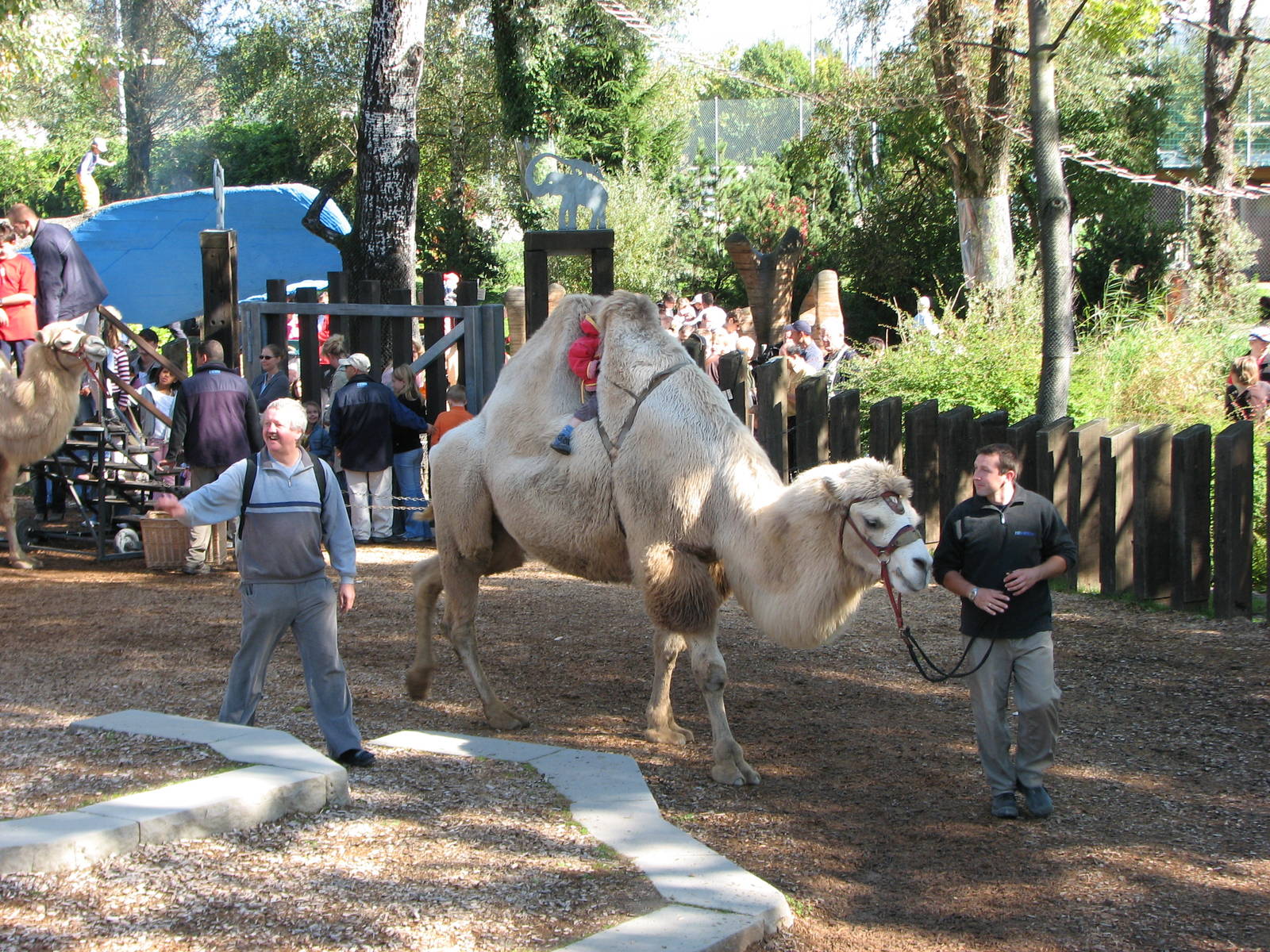 Knie Kinderzoo 2006 - Bactrian Camel ride