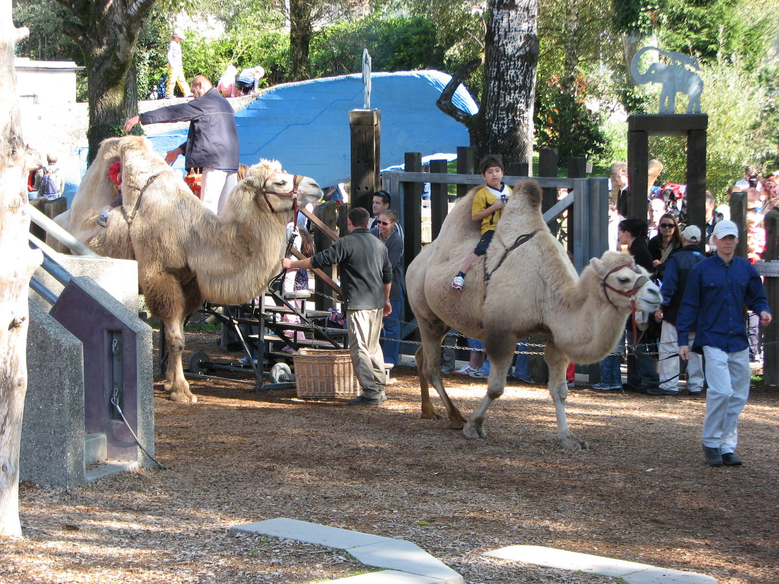 Knie Kinderzoo 2006 - Bactrian Camel ride