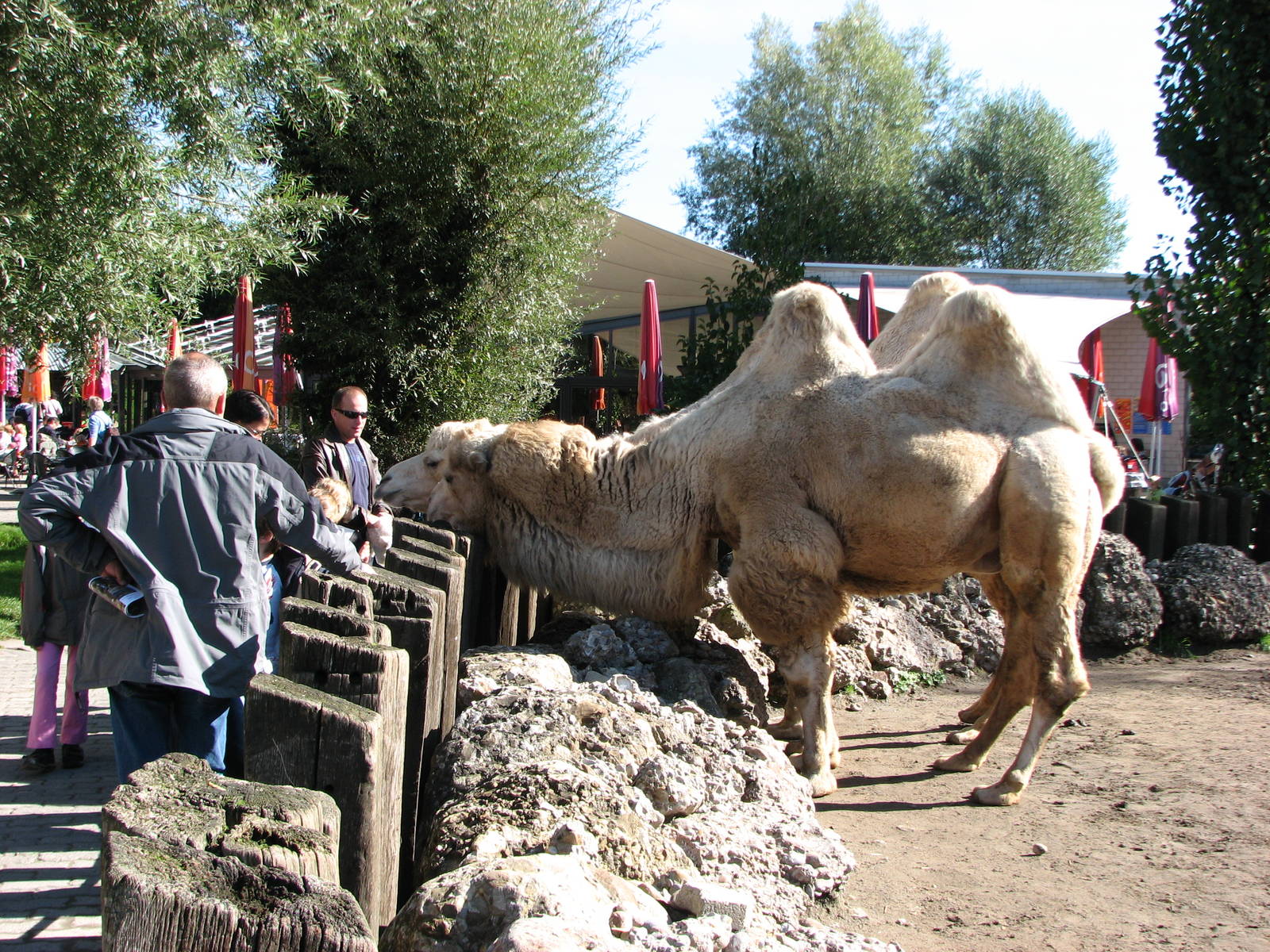 Knie Kinderzoo 2006 - Bactrian Camels check out the visitors