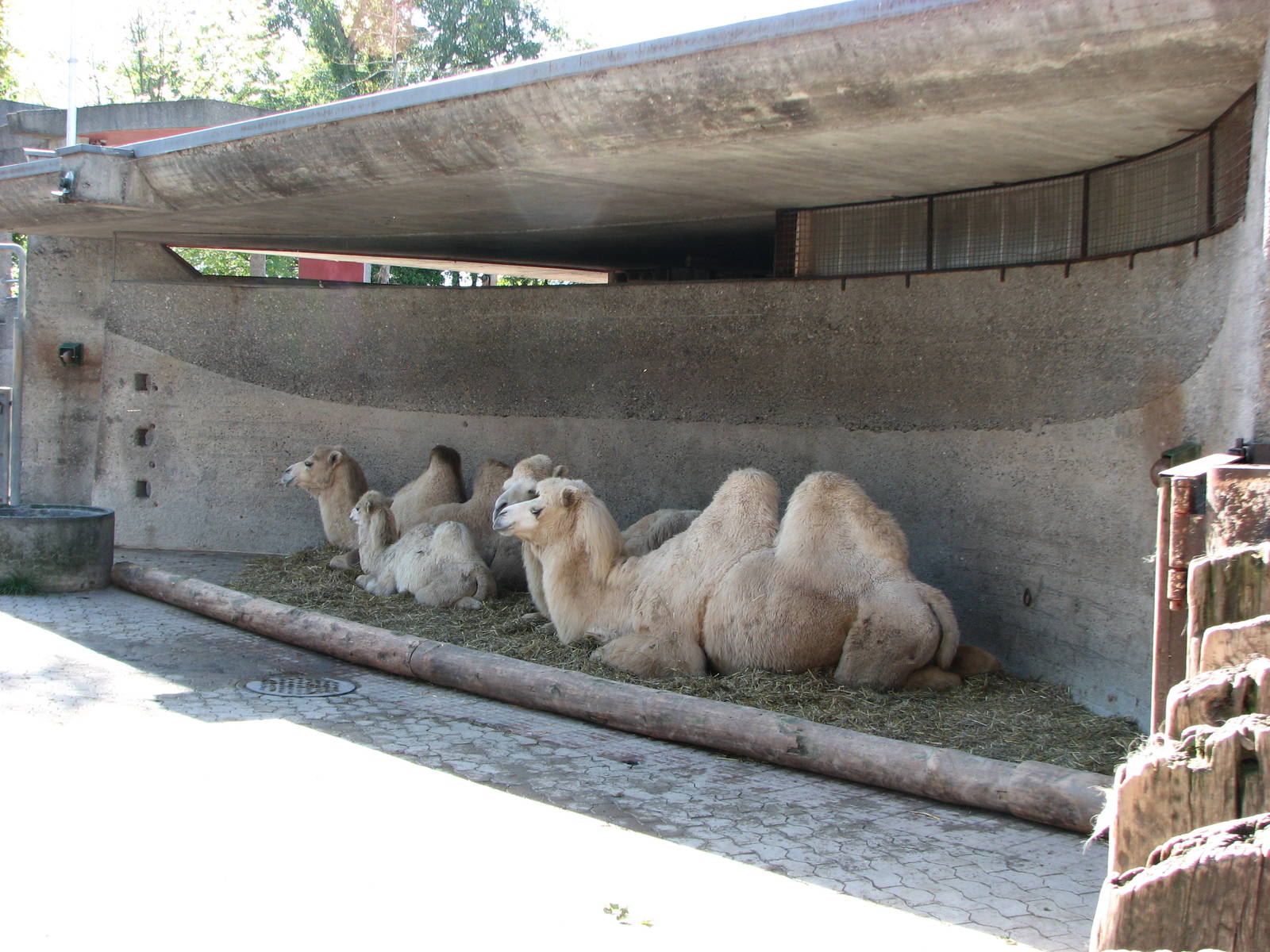 Knie Kinderzoo 2006 - Bactrian Camels