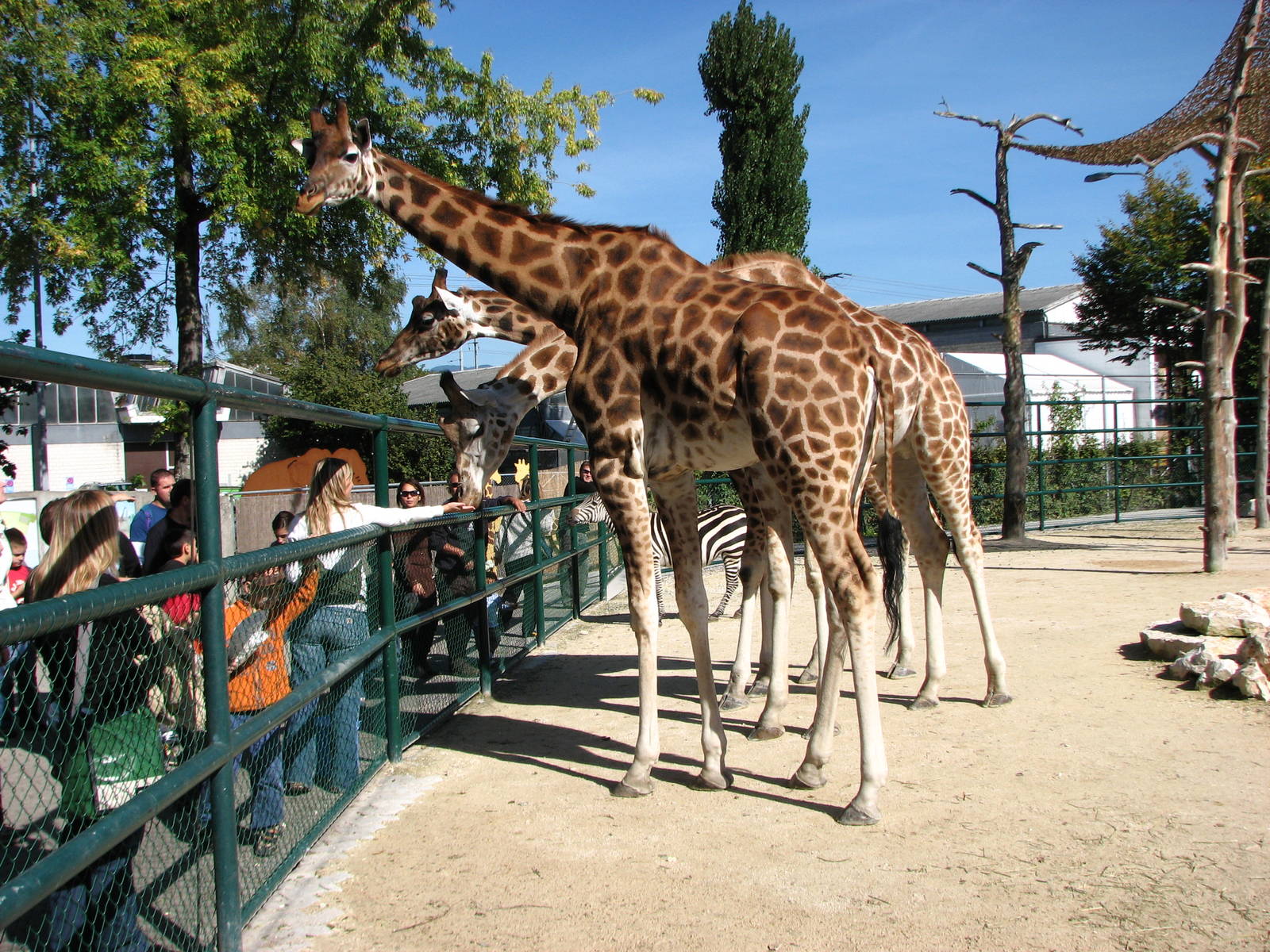 Knie Kinderzoo 2006 - Giraffes in the mixed ungulate enclosure