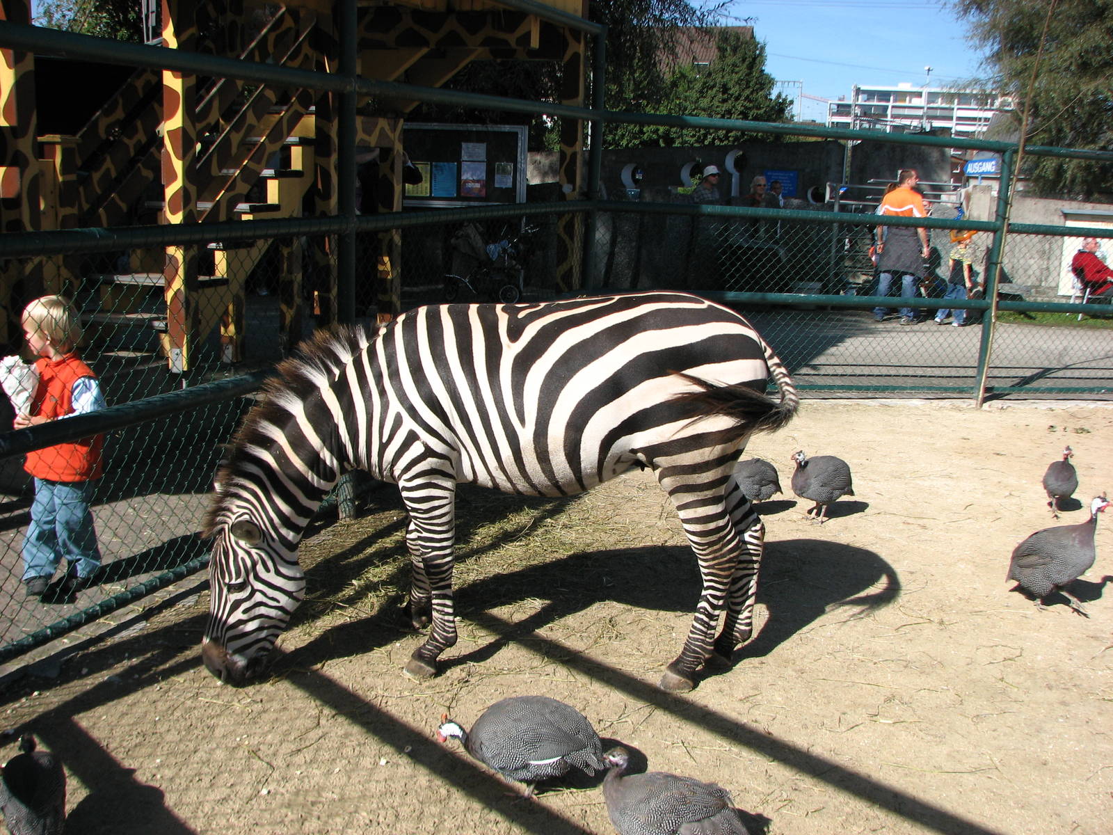 Knie Kinderzoo 2006 - Grants Zebra in the mixed ungulate enclosure