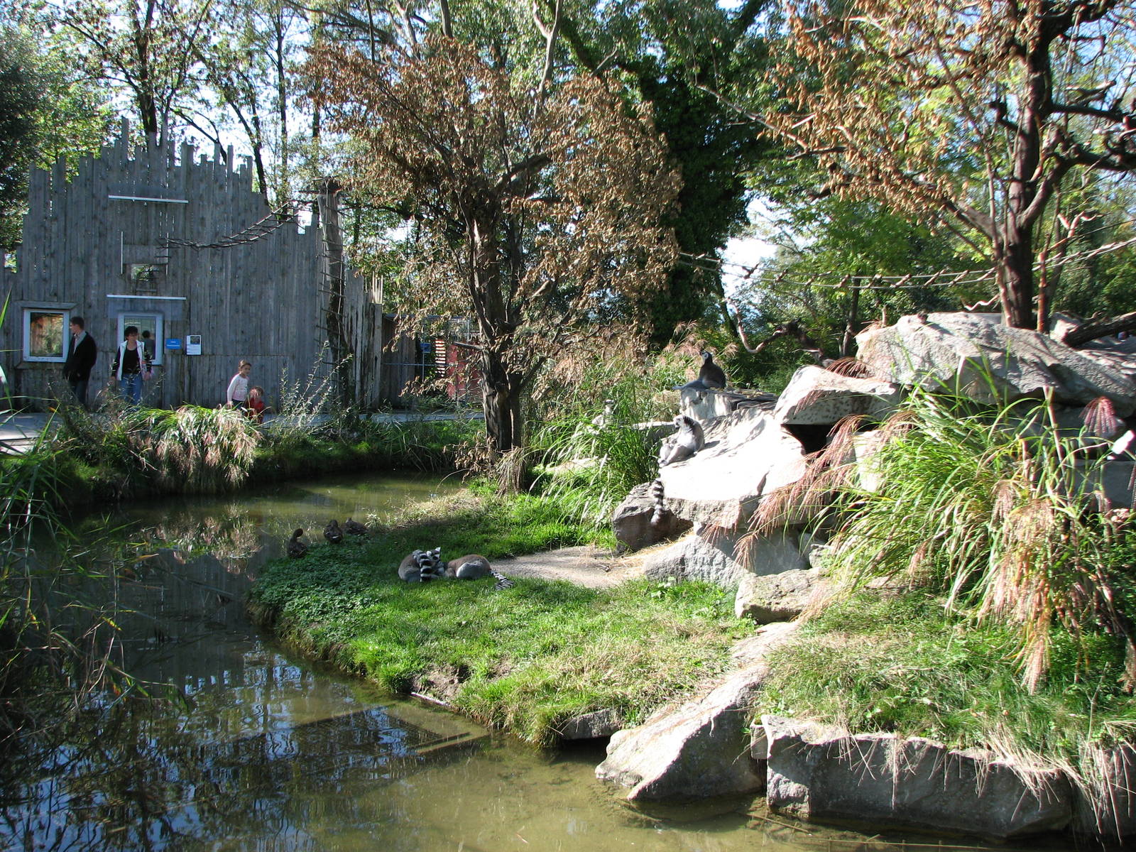 Knie Kinderzoo 2006 - Lemur island