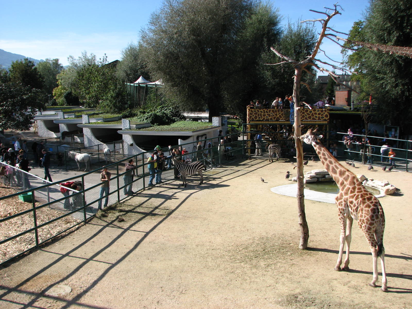 Knie Kinderzoo 2006 - Mixed ungulate enclosure and pony pens