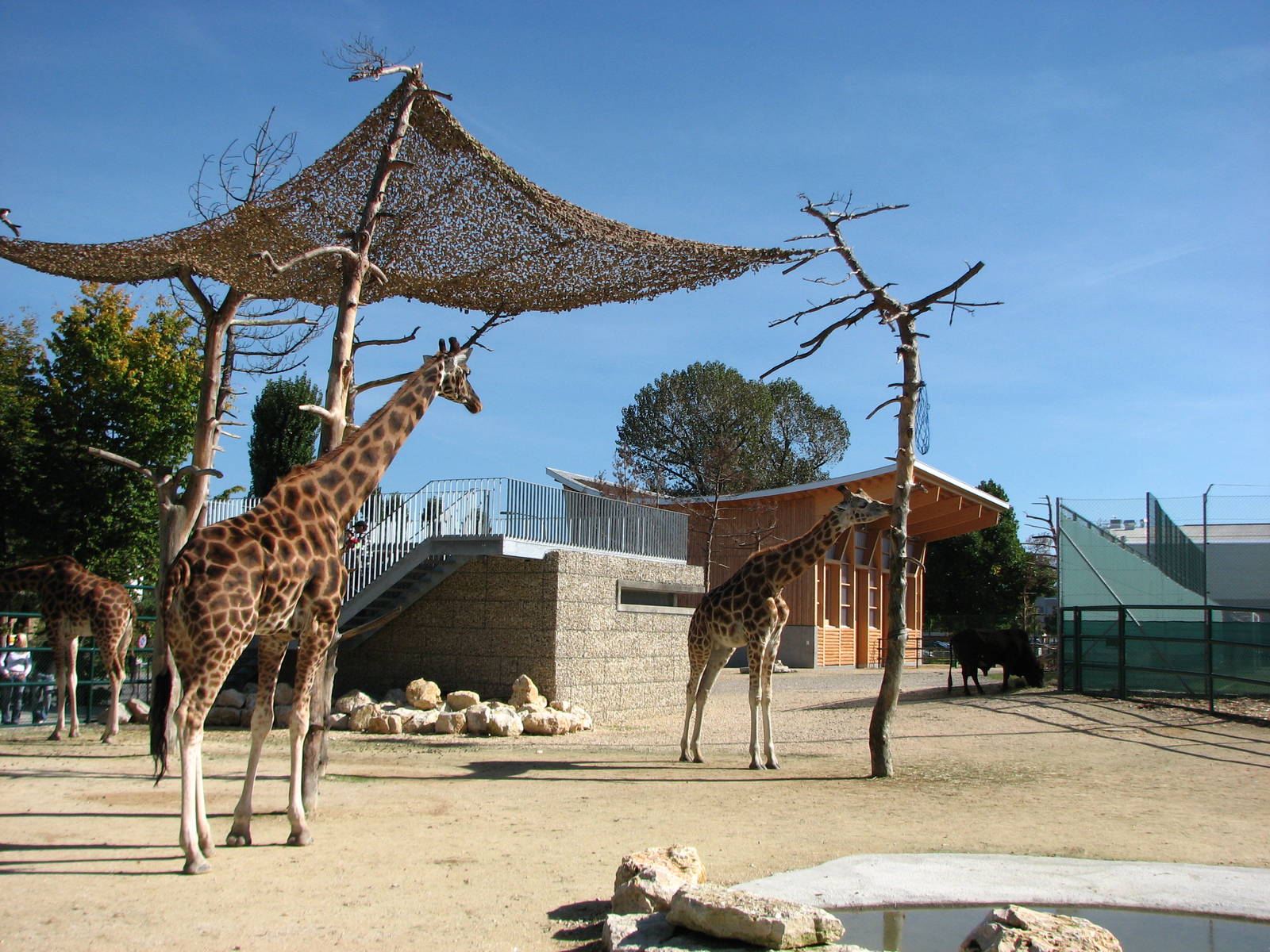 Knie Kinderzoo 2006 - Mixed ungulate enclosure