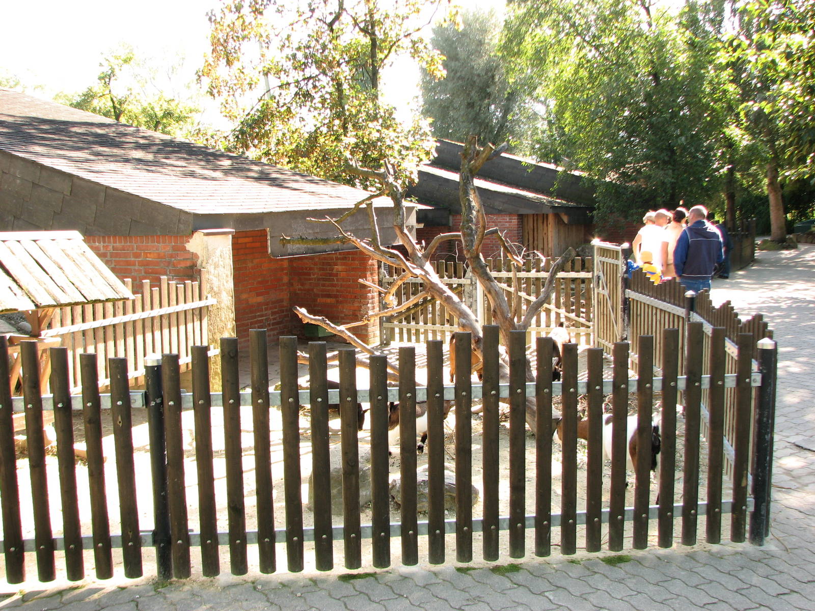 Knie Kinderzoo 2006 - Pigmy goat enclosure in the petting zoo