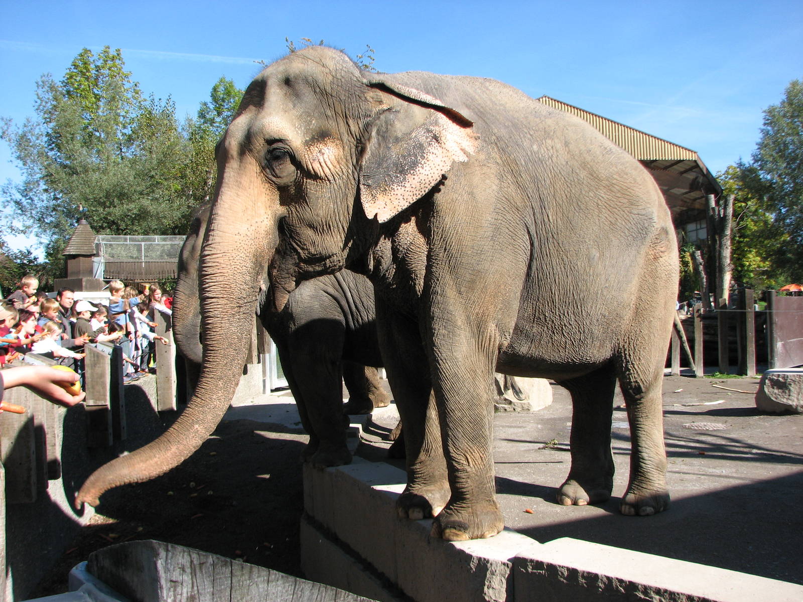Knie Kinderzoo 2006 - Public feeding of the Elephants