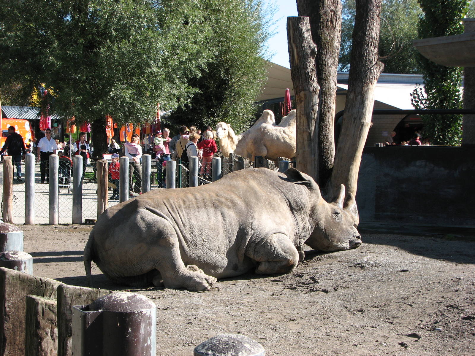 Knie Kinderzoo 2006 - Retired circus rhinoceros