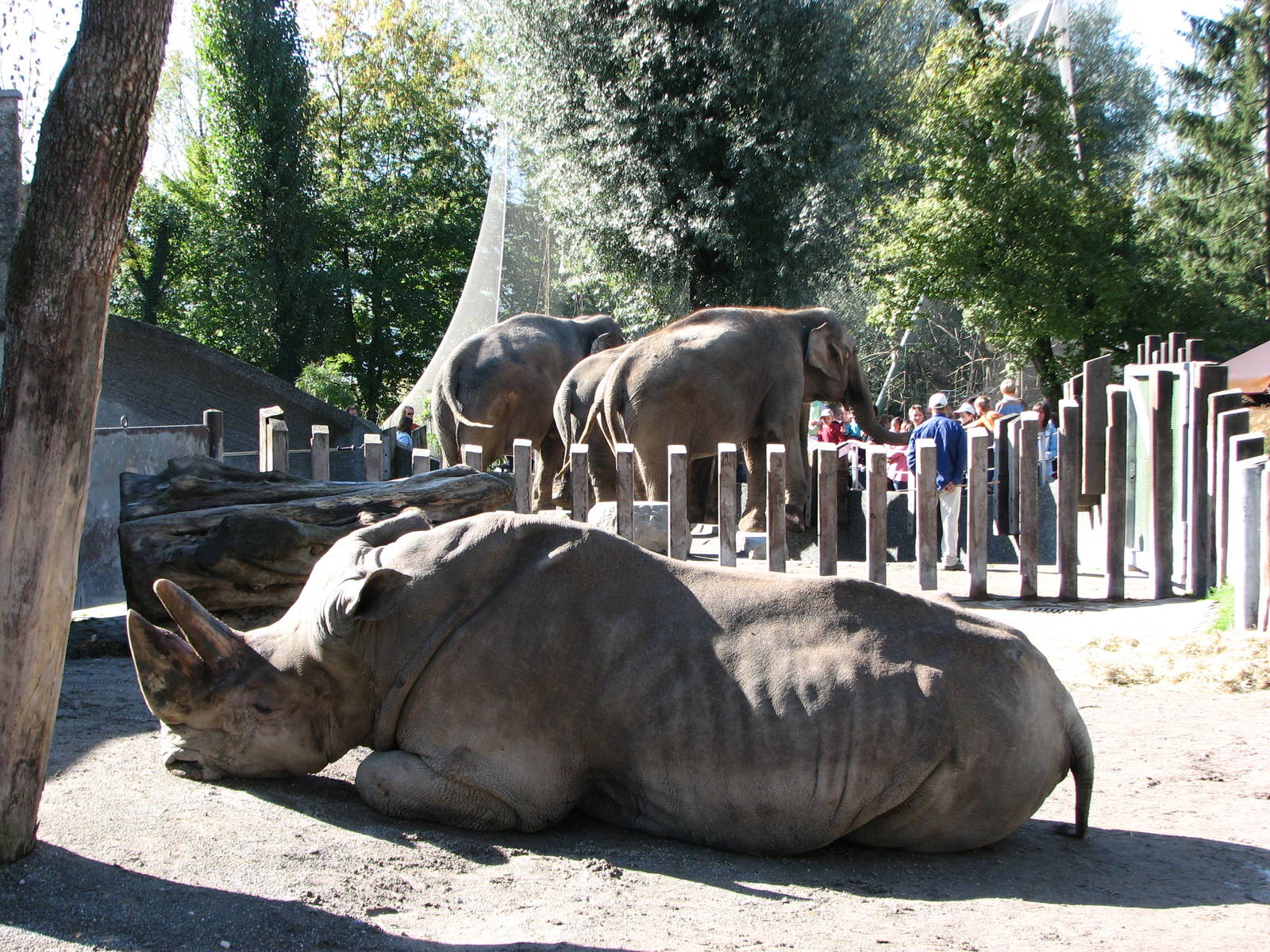 Knie Kinderzoo 2006 - Retired circus rhinoceros