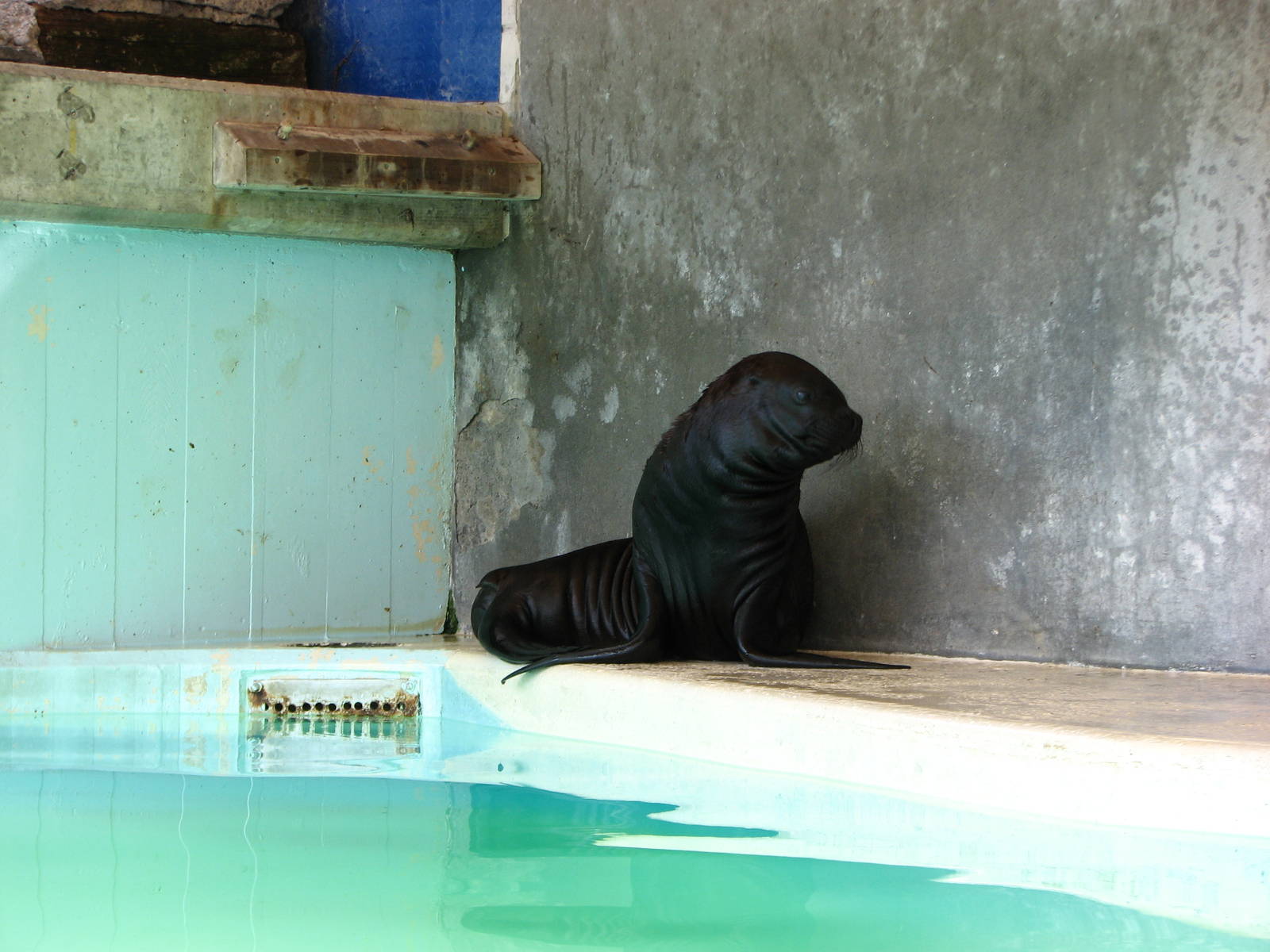 Knie Kinderzoo 2006 - Young Patagonian Sea Lion