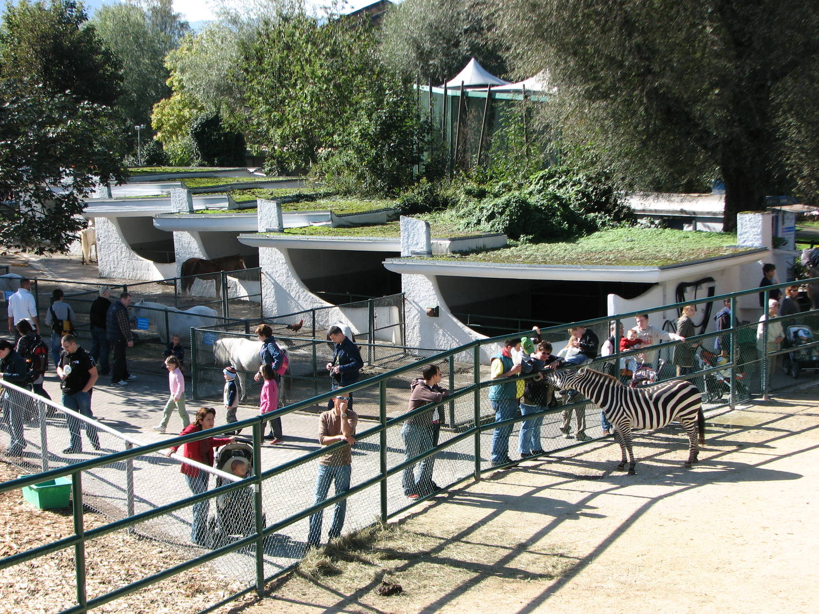 Knie Kinderzoo 2006 - Zebra and pony pens