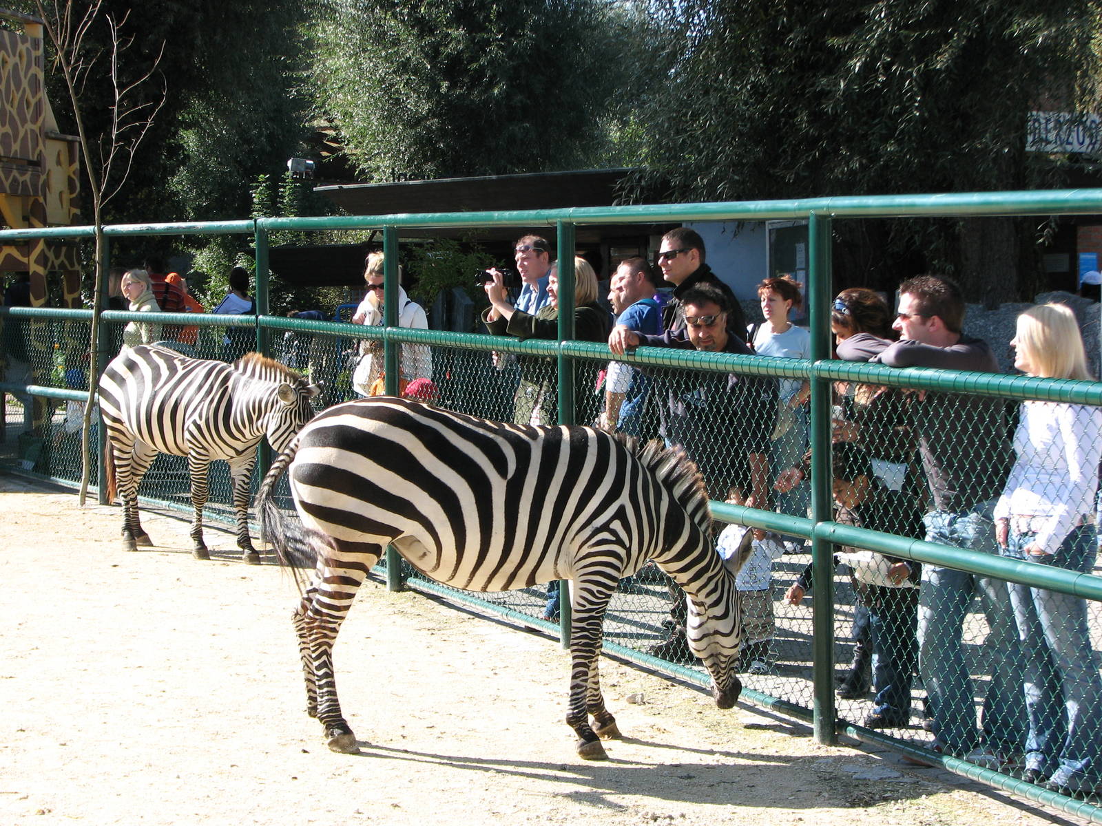 Knie Kinderzoo 2006 - Zebras in the mixed ungulate enclosure