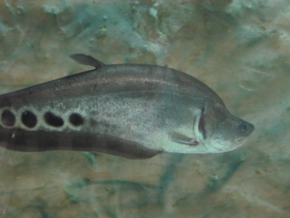knife Fish(tehran zoo)