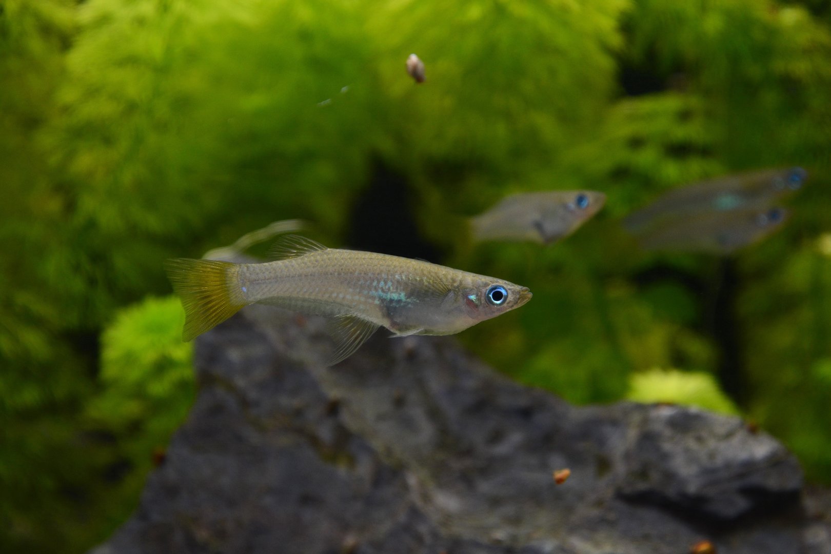 Knife livebearer (Alfaro cultratus)
