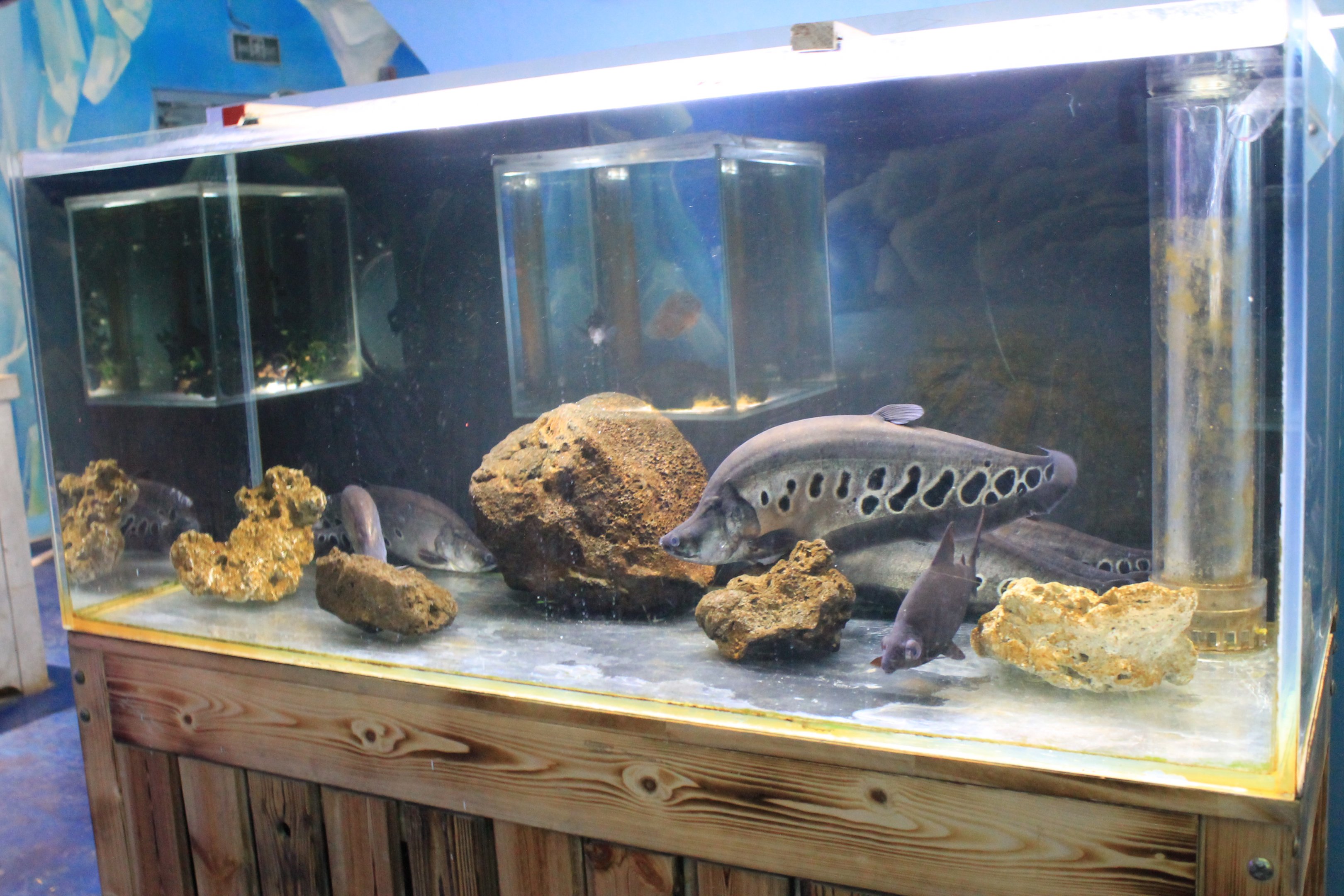 Knifefish at Fantasy Aquarium, Xi'an