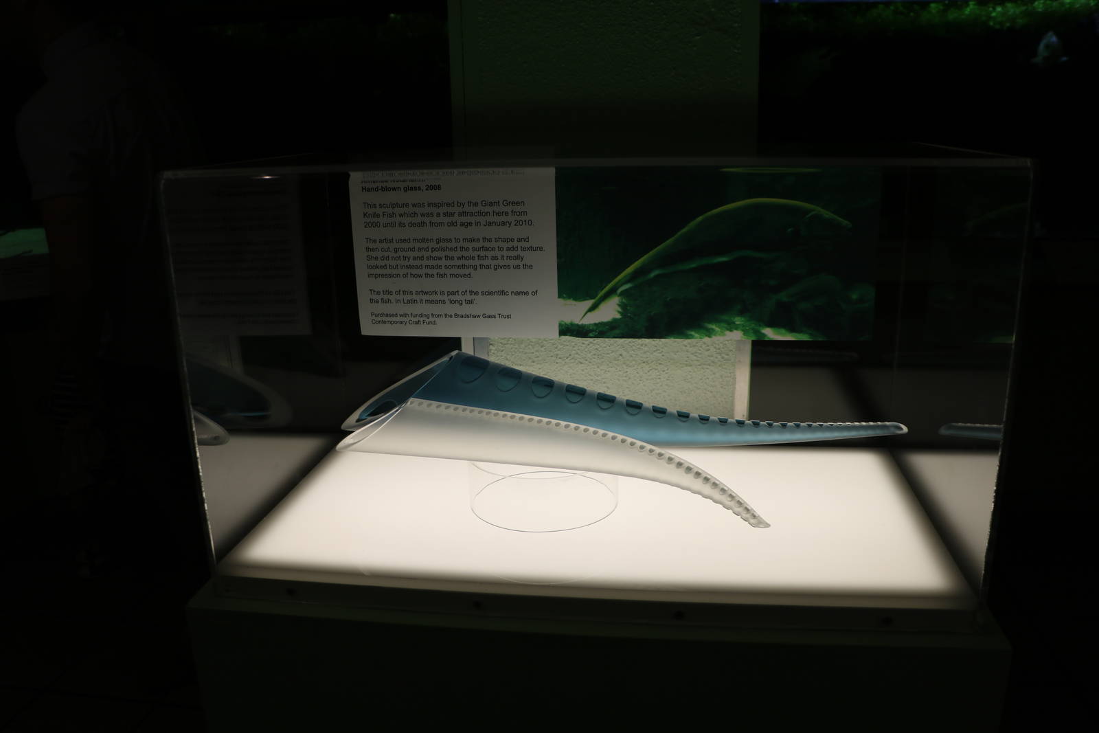 Knifefish sculpture - Bolton Museum, September 2015