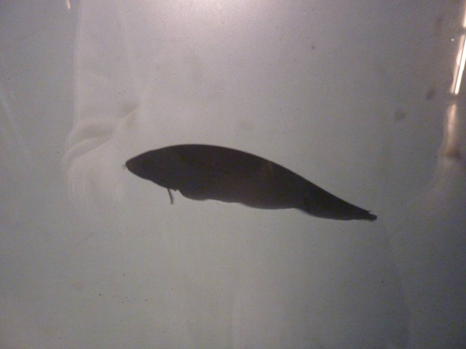 Knifefish silhouette, 7th April 2012.
