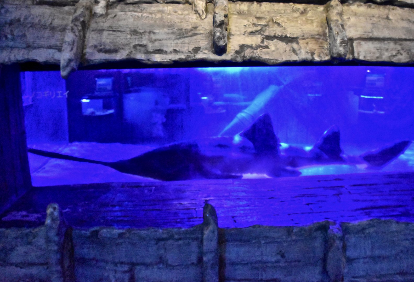 Knifetooth Sawfish (Anoxypristis cuspidata) - Noboribetsu Marine Park Nixe