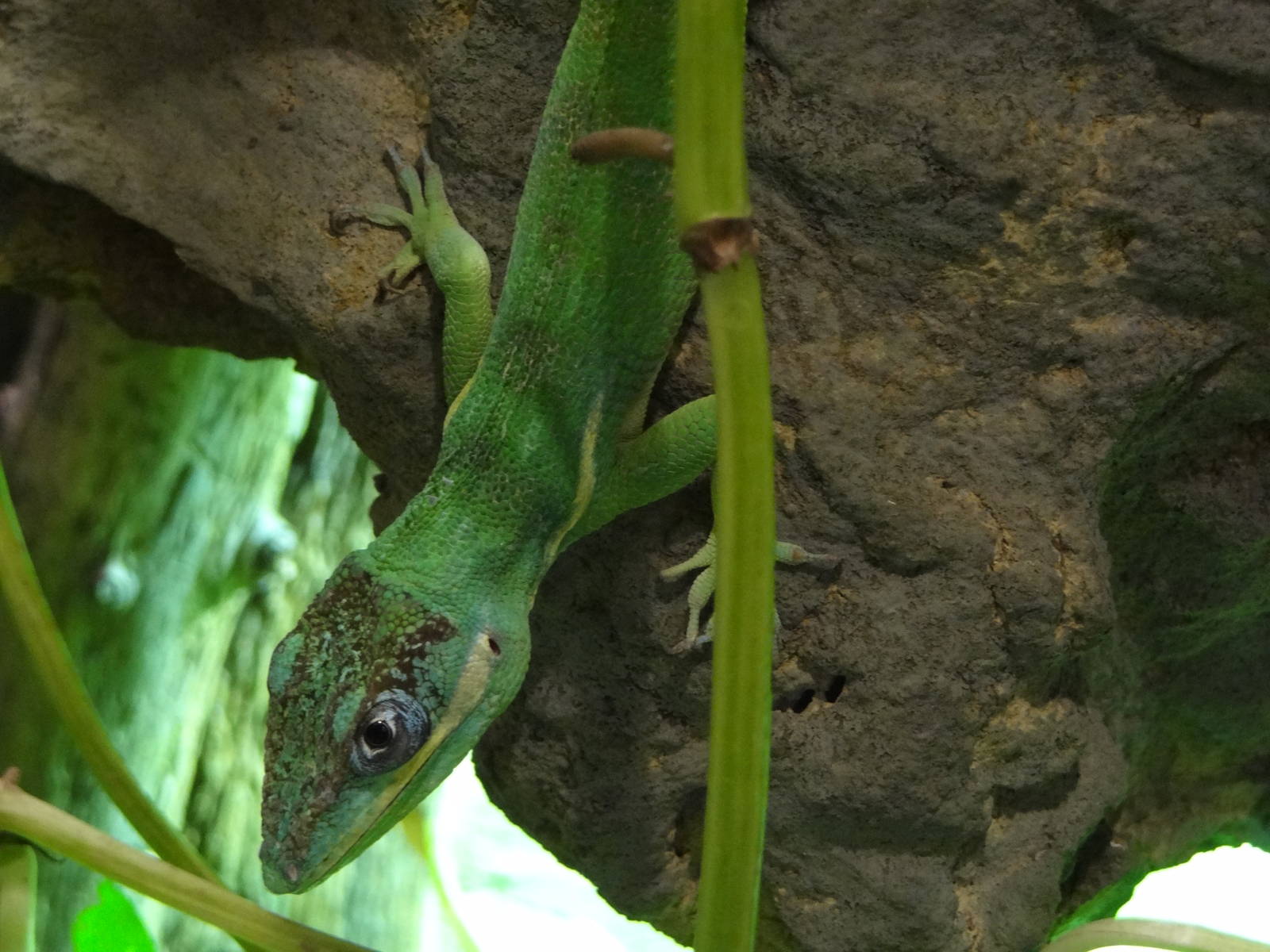 Knight anole (Anolis equestris)