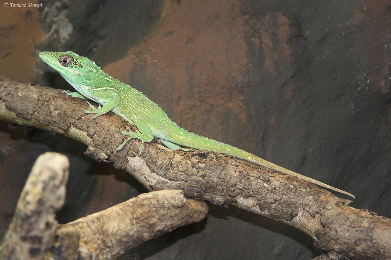 Knight Anole (Anolis equestris)