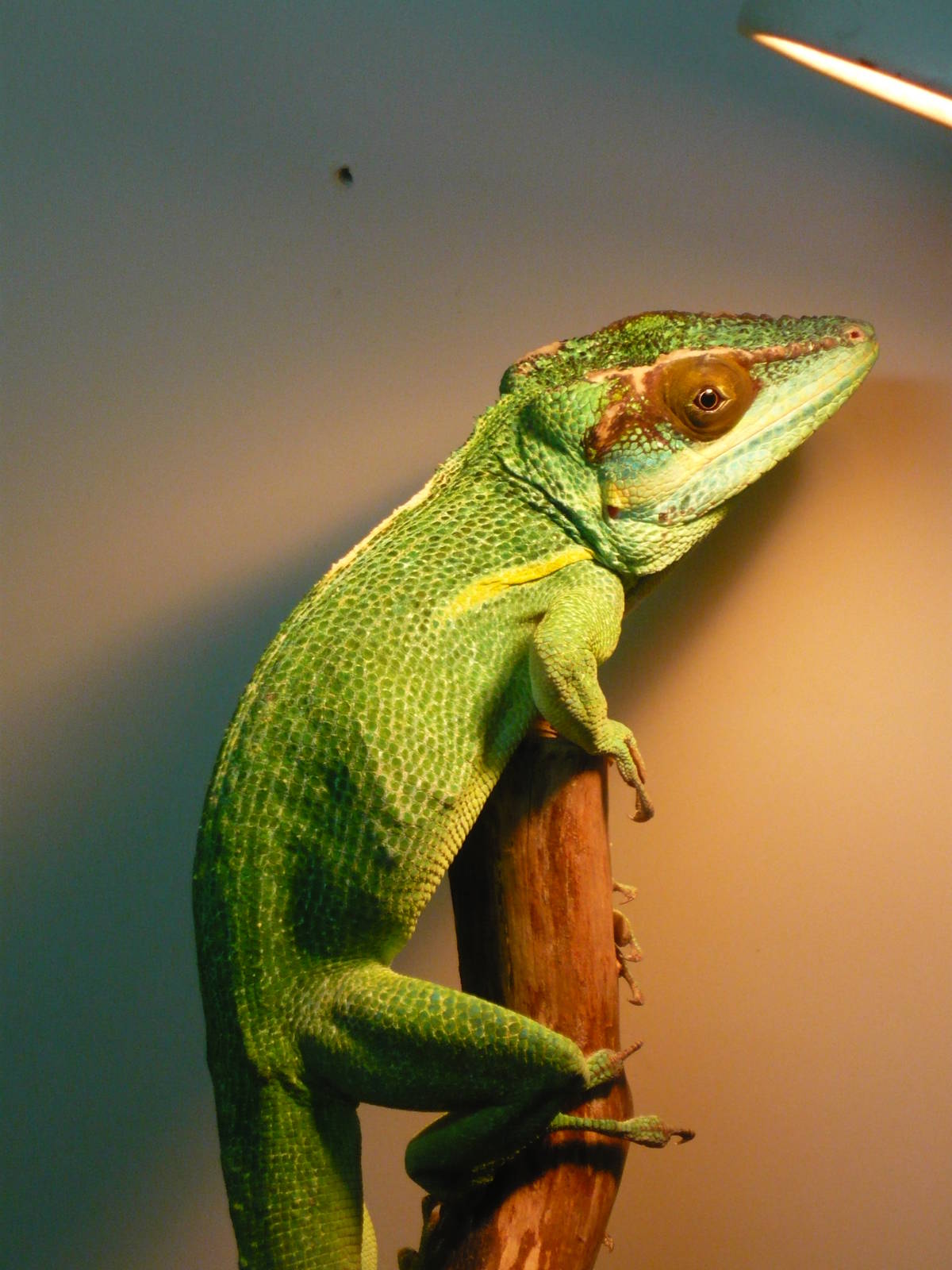 Knight anole (Anolis equestris)