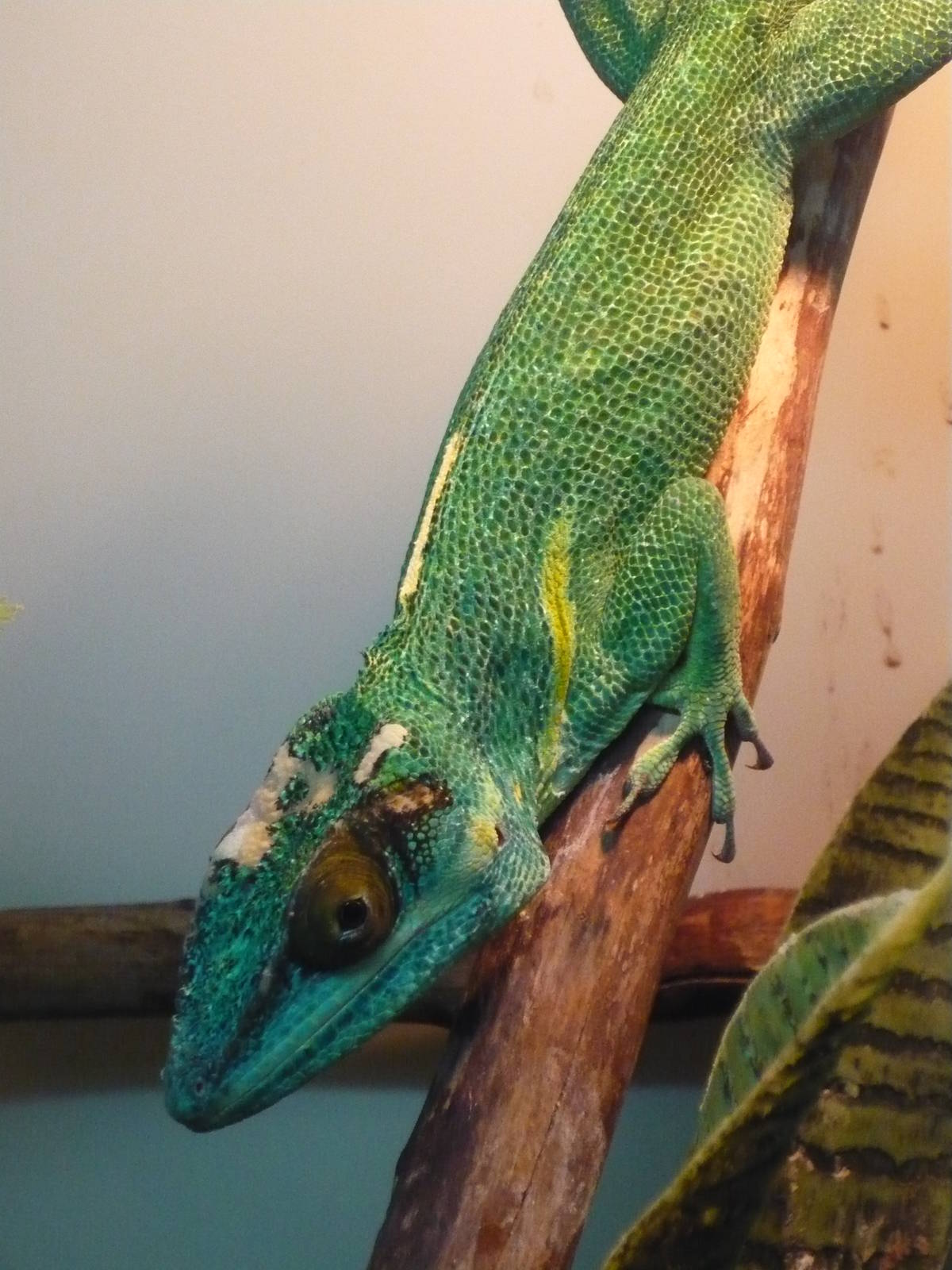 Knight anole (Anolis equestris)