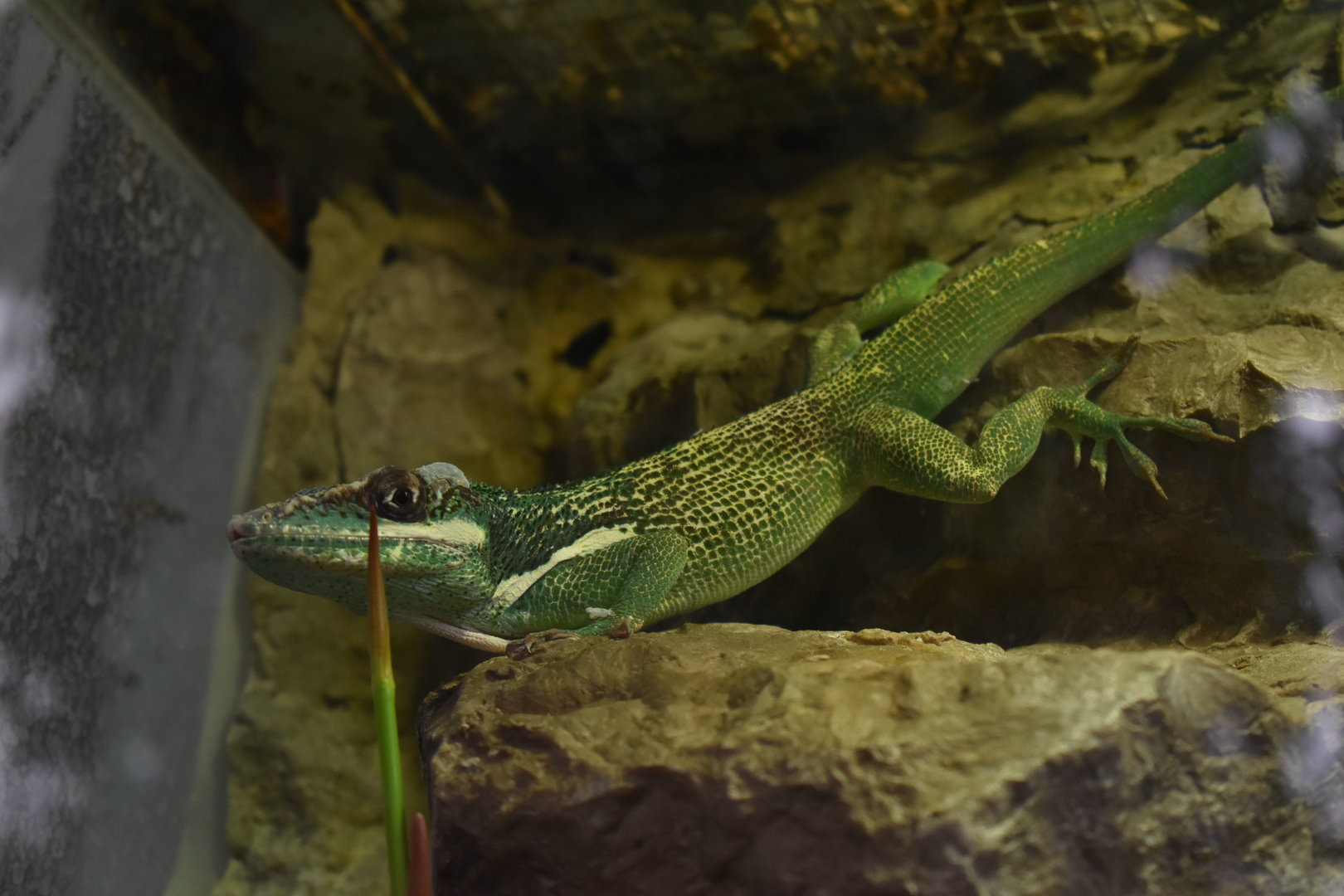 Knight anole (Anolis equestris)
