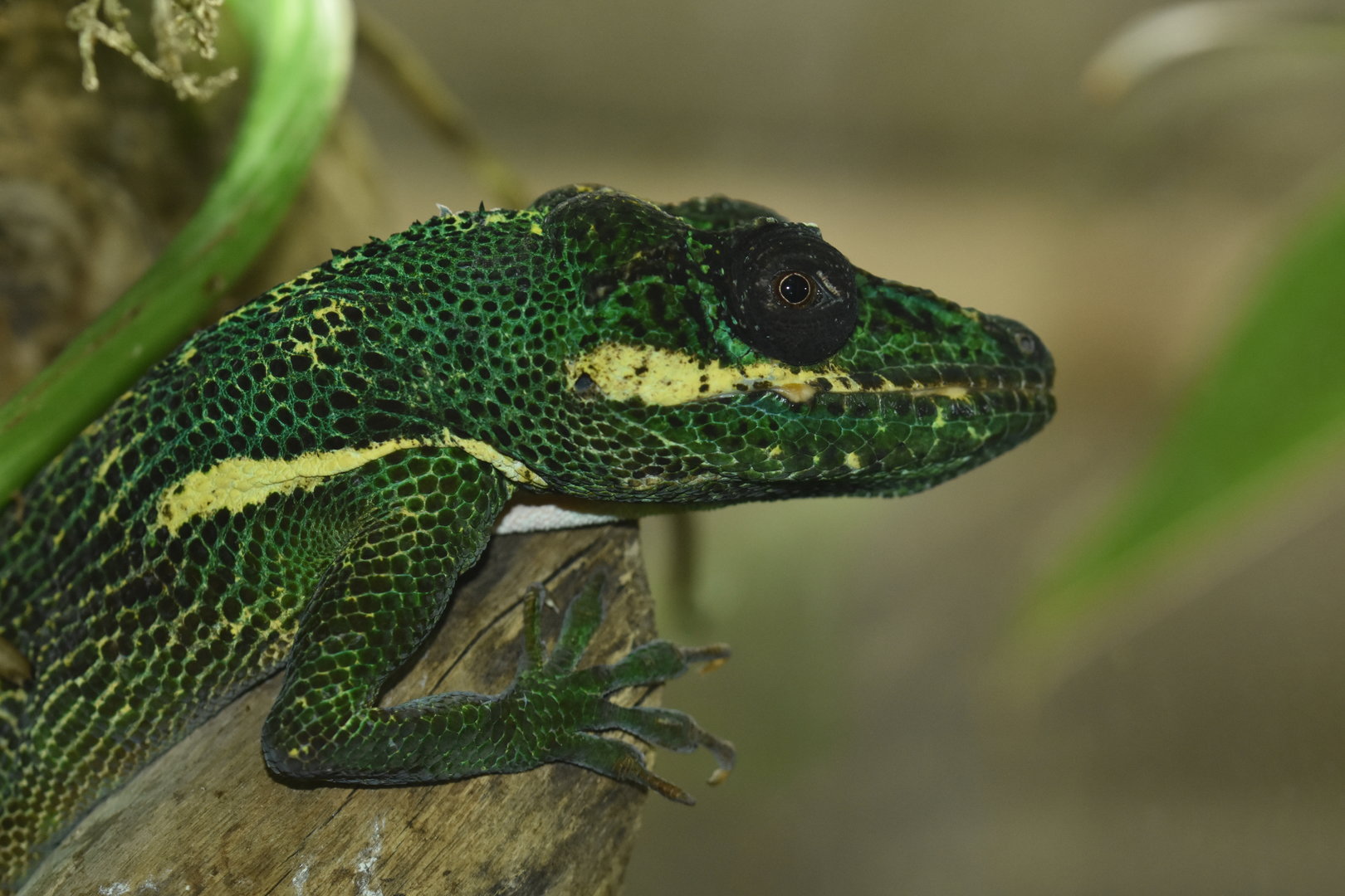 Knight anole (Anolis equestris)