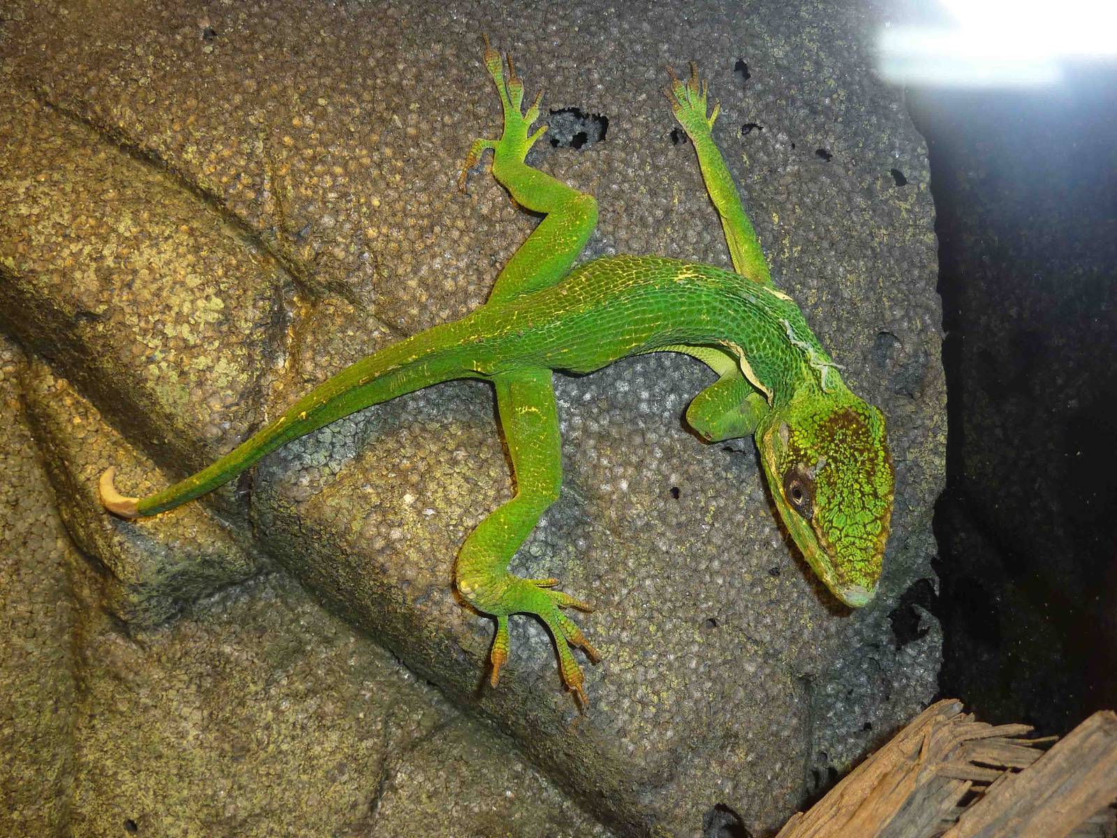 Knight anole, May 2013.