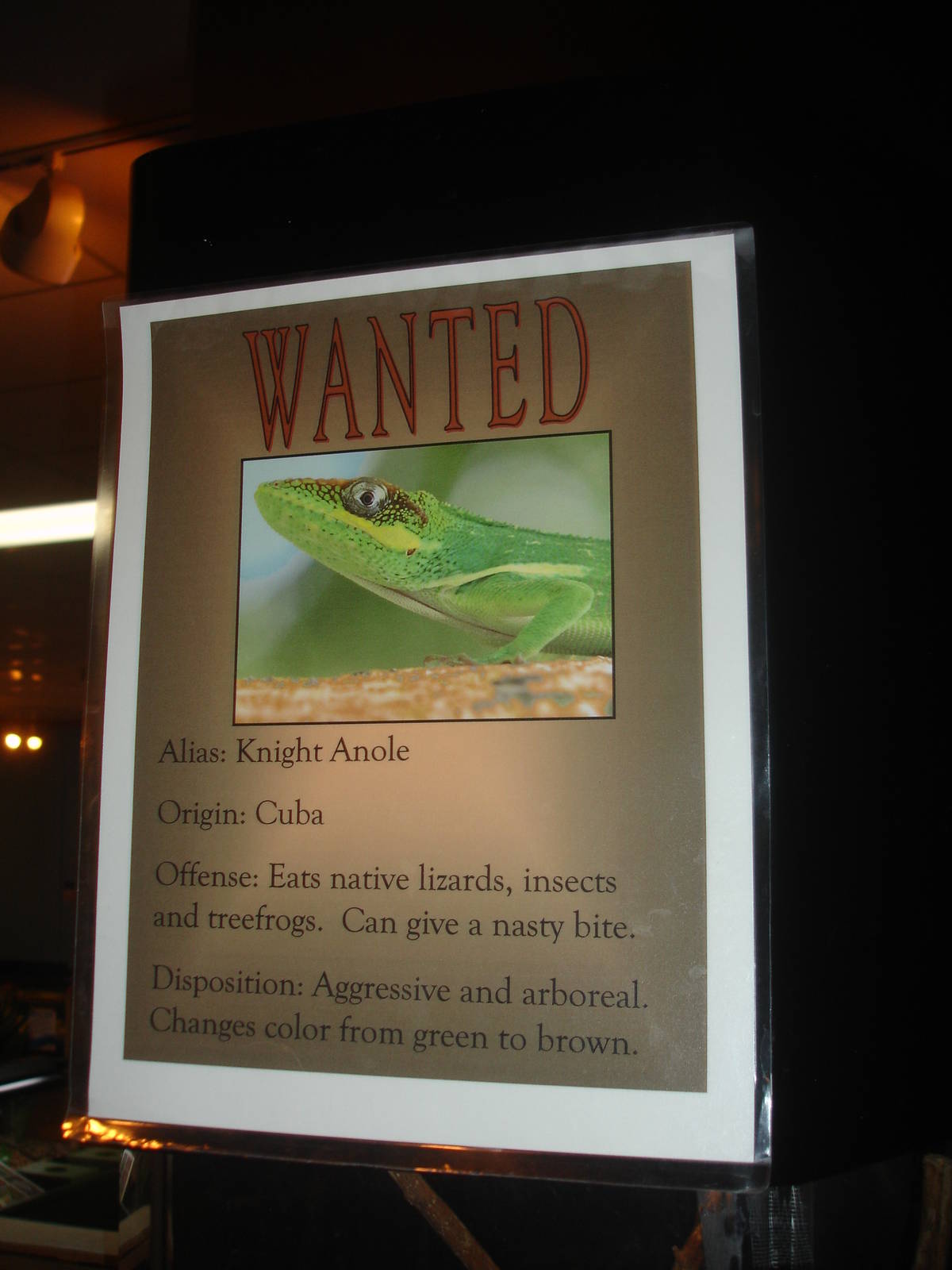 Knight Anole wanted sign