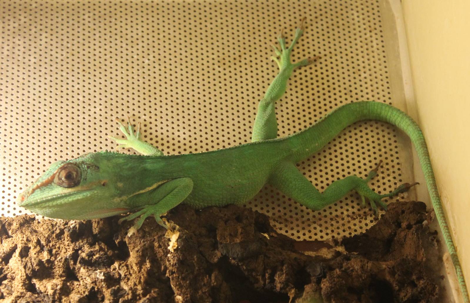 Knight anole