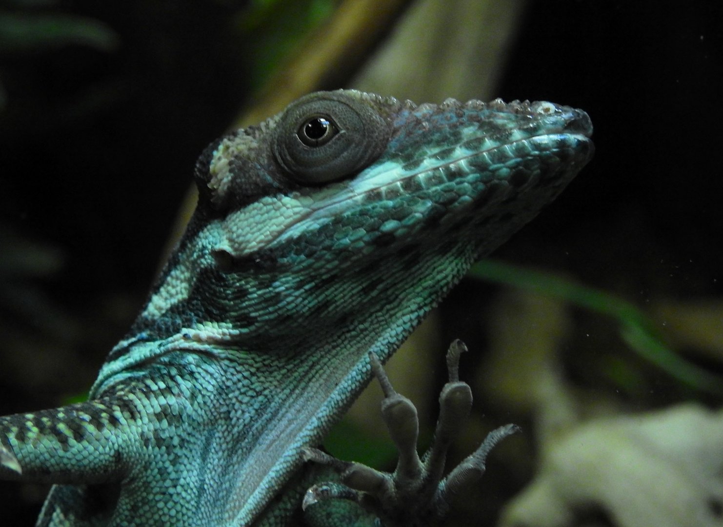 Knight Anole