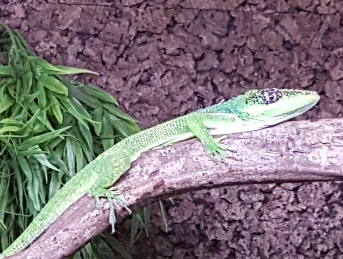 Knight anole
