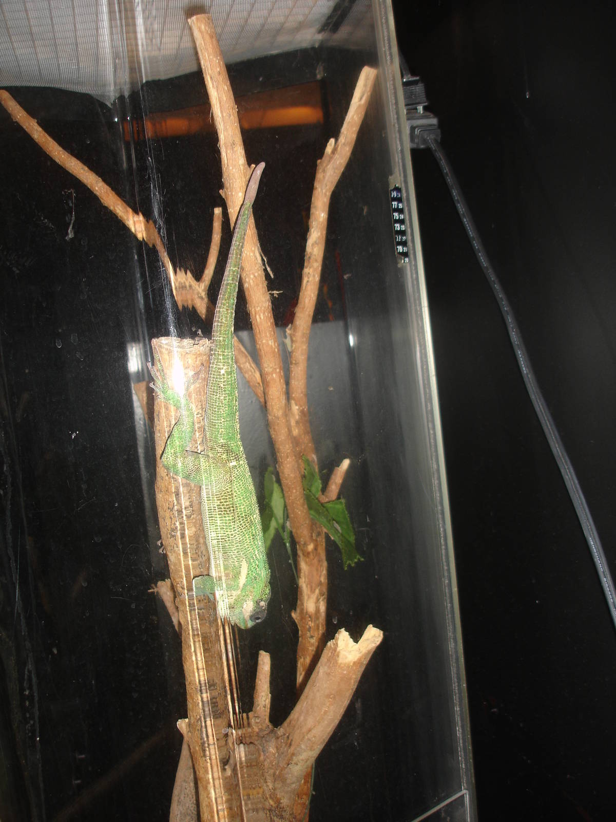 Knight Anole