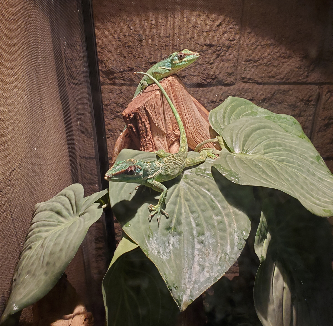 Knight Anoles - Goldfield Ghost Town & Mines (2020)