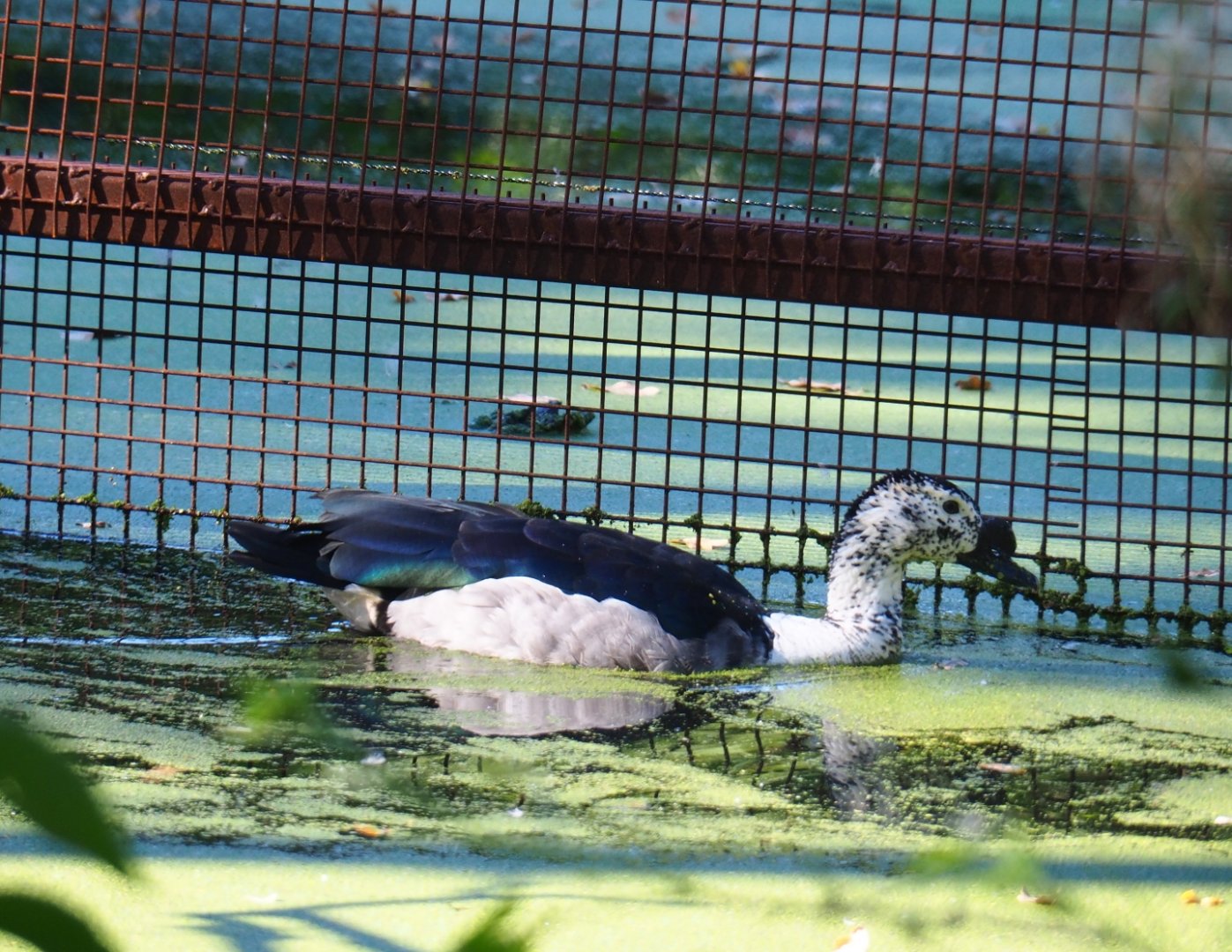 Knob-billed duck (Sarkidiornis melanotos), Oct 13th, 2018