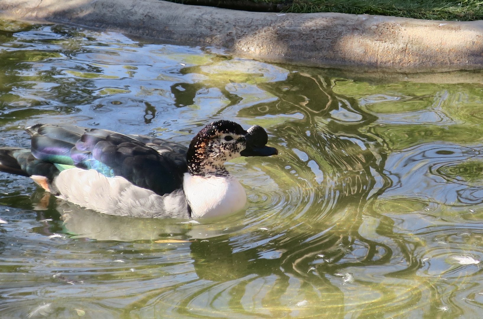 Knob-Billed Duck (Sarkidiornis melanotos)