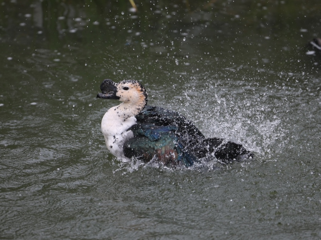 Knob-billed Duck (Sarkidiornis melanotos)